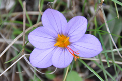 Crocus longiflorus