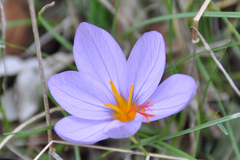 Crocus longiflorus