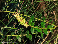 Vaccinium floribundum