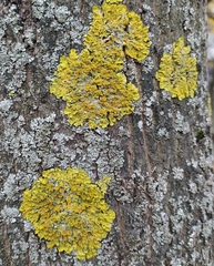 Xanthoria parietina