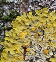 Xanthoria parietina