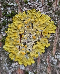 Xanthoria parietina
