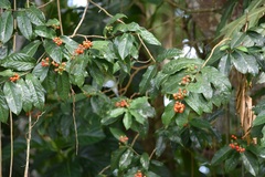 Malpighia romeroana