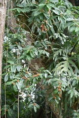 Malpighia romeroana