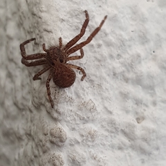 Thomisidae