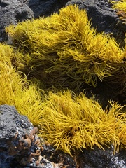 Ahnfeltiopsis concinna