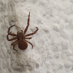Thomisidae