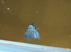 Dyspyralis puncticosta