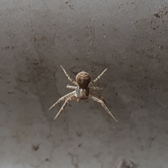 Thomisidae