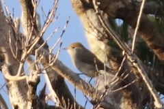 Sylvia atricapilla gularis