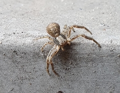 Thomisidae
