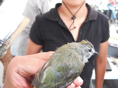 Myiopagis viridicata