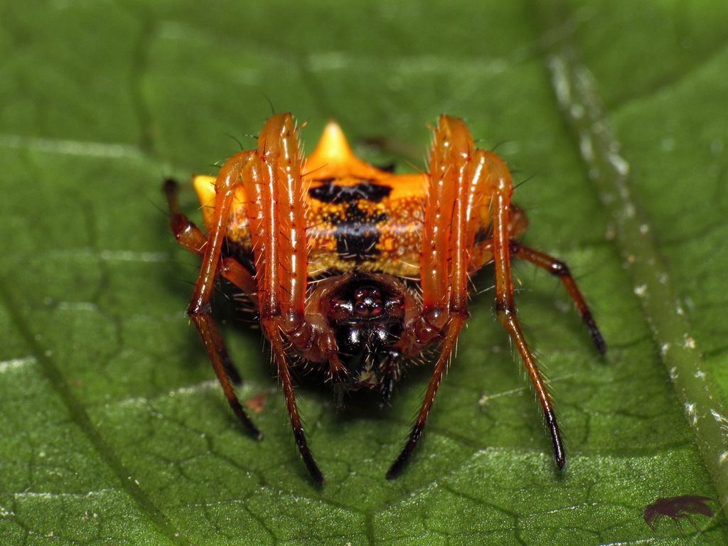 Verrucosa