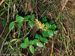 Vaccinium floribundum