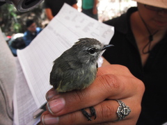 Myiopagis viridicata