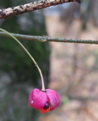 Euonymus verrucosus
