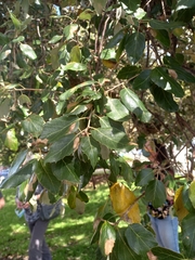 Quercus suber