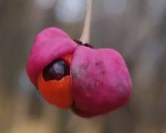 Euonymus verrucosus