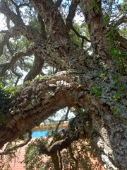 Quercus suber