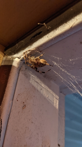 Spotted orbweaver
