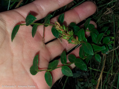 Vaccinium floribundum