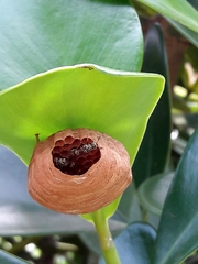 Protopolybia exigua