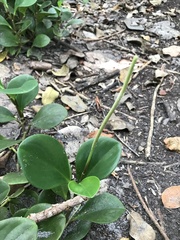 Peperomia obtusifolia