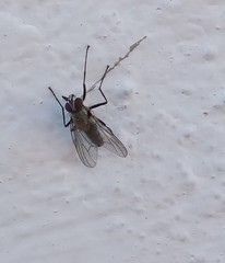 Diptera