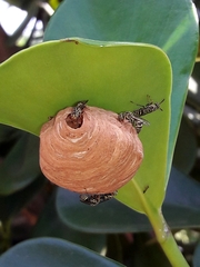 Protopolybia exigua