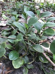 Peperomia obtusifolia