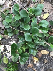 Peperomia obtusifolia