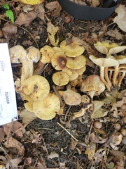 Pholiota angustipes