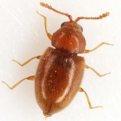 Atomaria lewisi