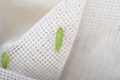 Draeculacephala angulifera