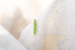 Draeculacephala angulifera