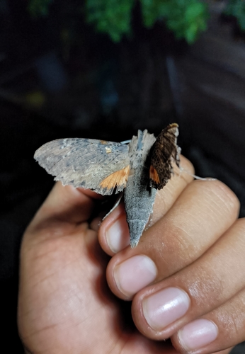 Esfinge de Cramer (Erinnyis crameri)