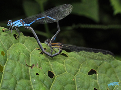 Argia variegata