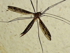 Eumicrotipula