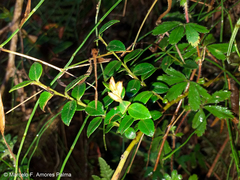 Vaccinium floribundum