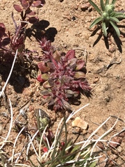 Chorizanthe polygonoides longispina
