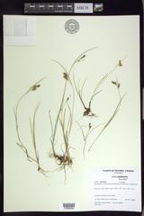 Carex bicolor