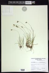 Carex bicolor