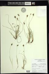 Carex bicolor