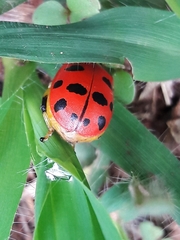 Alagoasa nigromaculata