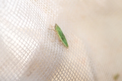 Draeculacephala angulifera