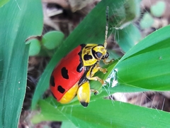 Alagoasa nigromaculata