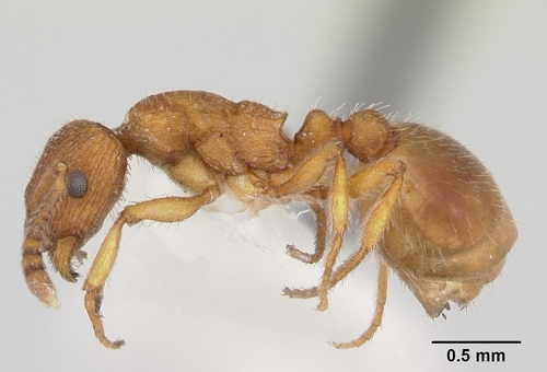 Formicoxenus chamberliniFormicoxenus chamberlini