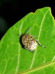 Acanthoscelides