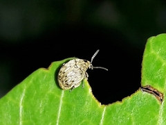 Acanthoscelides