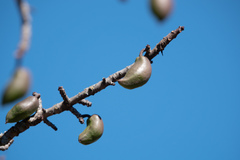 Vasconcellea chilensis